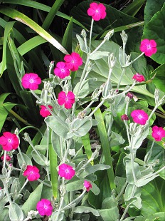 Lychnis Coronaria